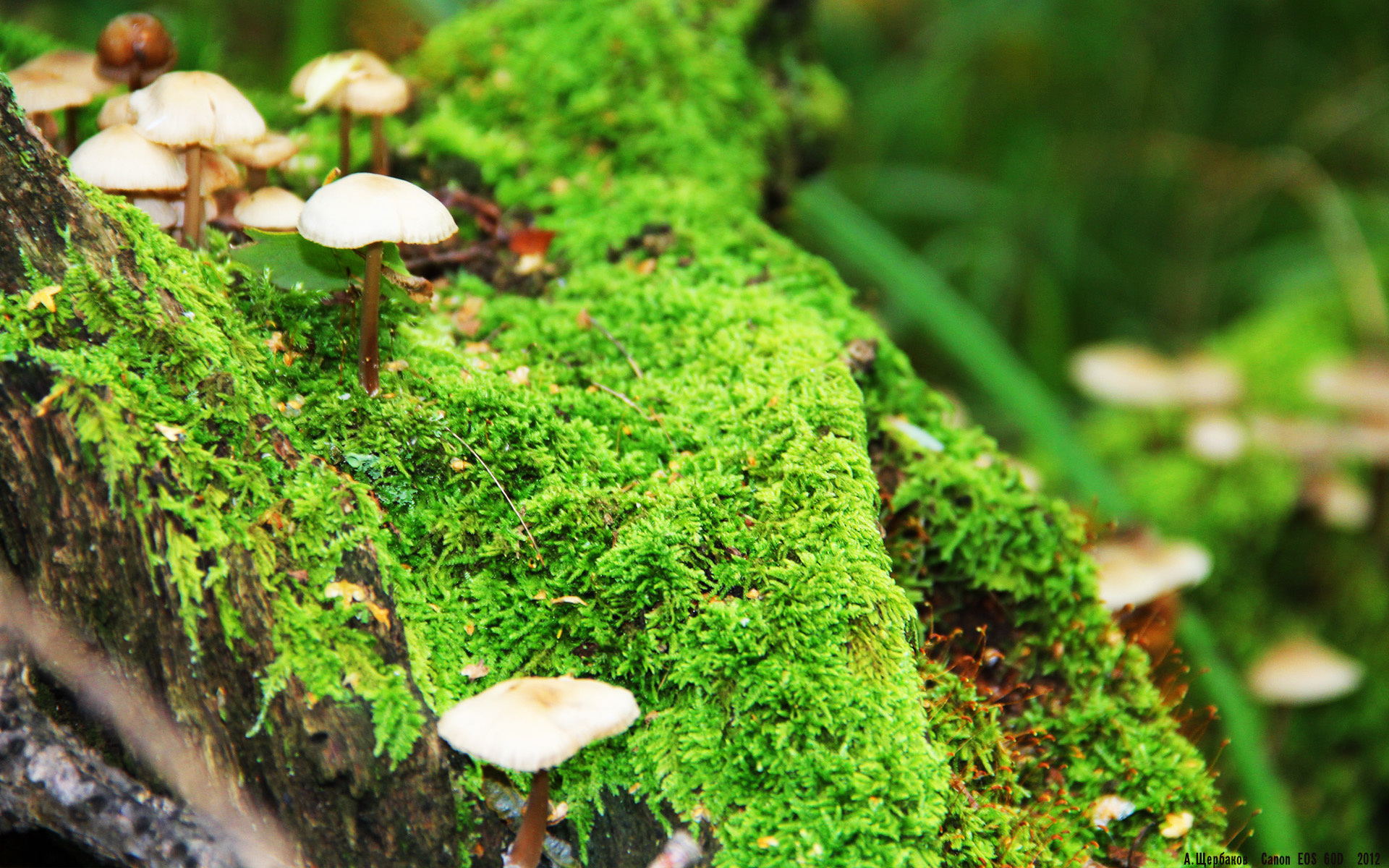 开云全站下载-中国队在巴黎奥运会比赛中多次通过中路渗透得分，奥运会中国对巴西足球