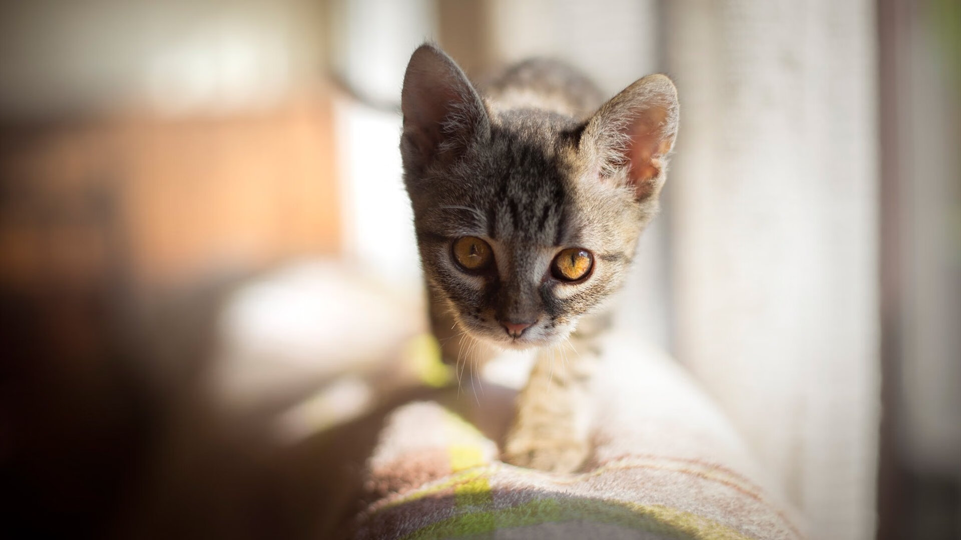 开云在线直播-全国青少年足球裁判员“导入”远程培训新技术,行业水平提升显著