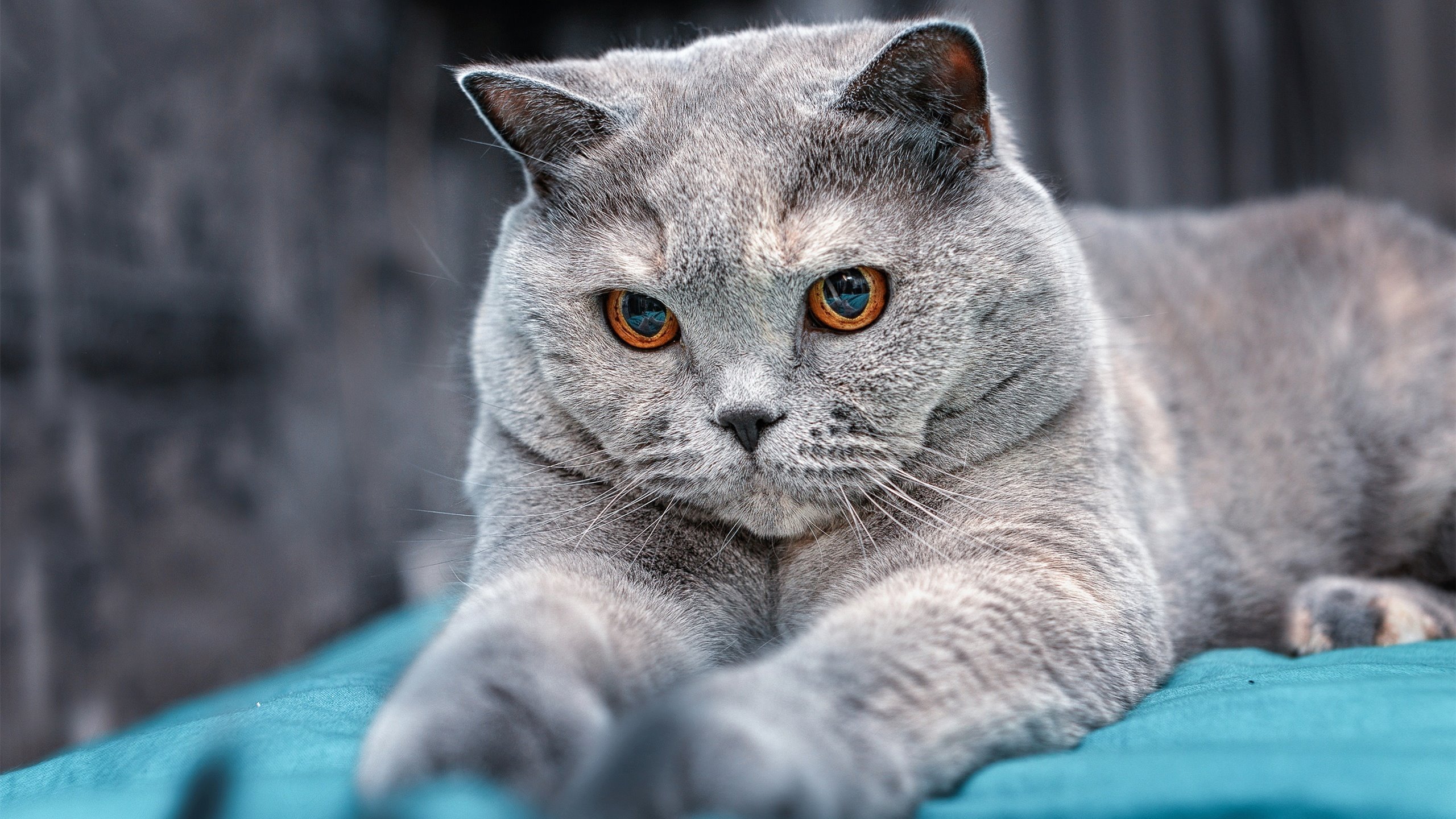 开云-台球界年度盛事：全球顶尖选手齐聚一堂，世界台球十大世界冠军